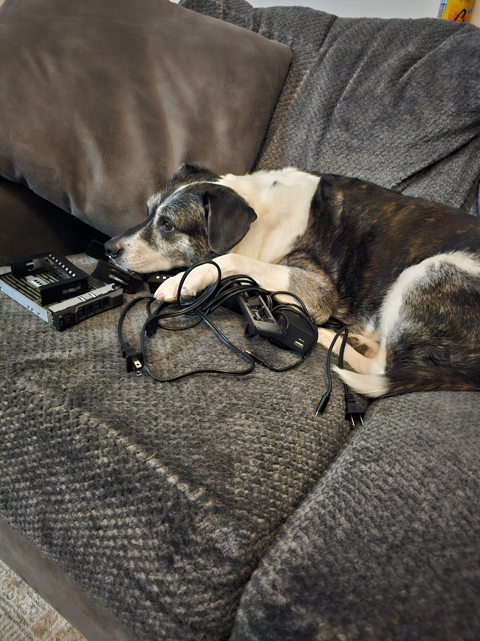 Lucy the office dog optimizing server performance at JIL Technology